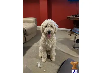 Goldendoodles