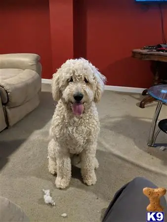 Goldendoodles stud dog