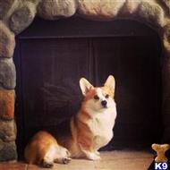 Spex available Pembroke Welsh Corgi puppy located in ENCINO