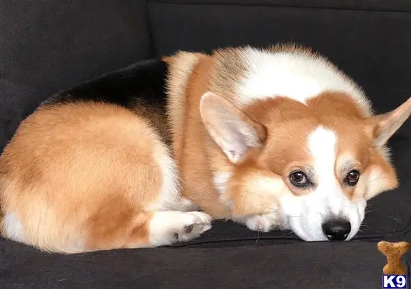 Pembroke Welsh Corgi stud dog