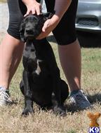 great dane puppy posted by sphipps462