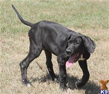 great dane puppy posted by sphipps462