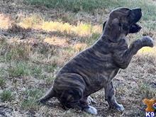 great dane puppy posted by sphipps462