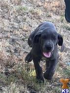 great dane puppy posted by sphipps462