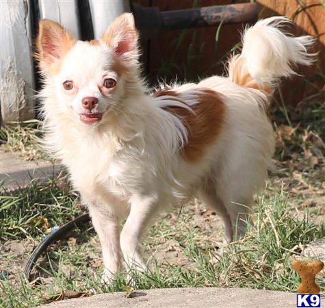 chihuahua puppy posted by sphipps462