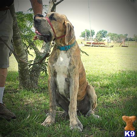 Great Dane dog