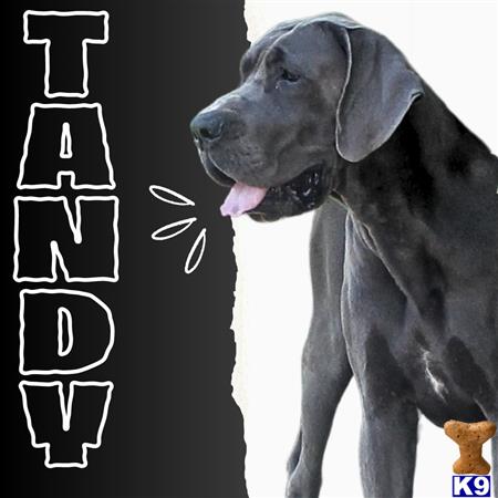 Great Dane dog