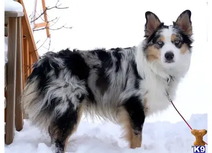 Australian Shepherd