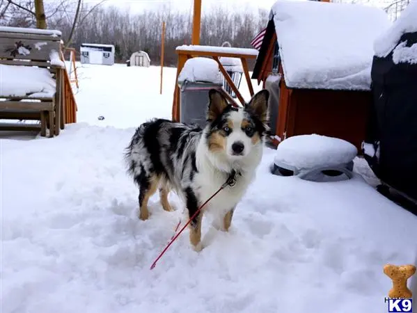 Australian Shepherd stud dog