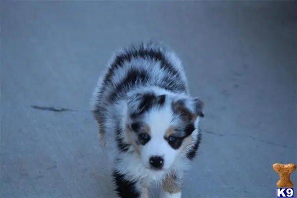 Australian Shepherd stud dog