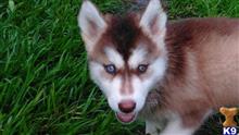 wolf dog puppy posted by spiritwolf