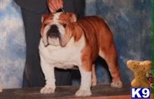 CH Jans Star Chase available Bulldog puppy located in DEPUTY