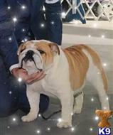  CH Jan’s Private Stock  “Bourbon “ available Bulldog puppy located in DEPUTY