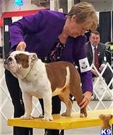 Jan’s Redhill He’s Got The Moves “Jagger” available Bulldog puppy located in DEPUTY