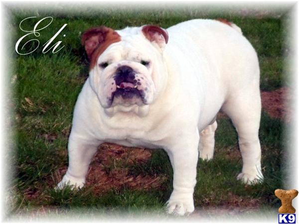 Bulldog stud dog