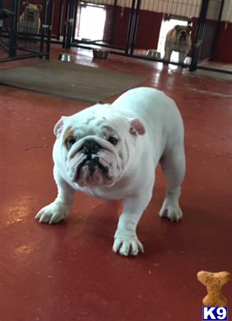 Bulldog stud dog