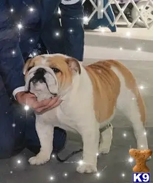 Bulldog