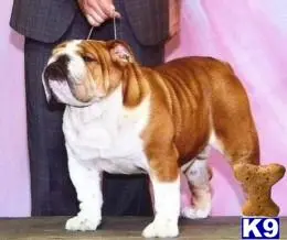 Bulldog stud dog