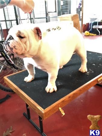 Bulldog stud dog