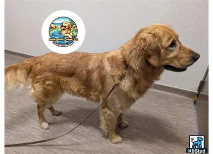 a golden retriever dog on a leash