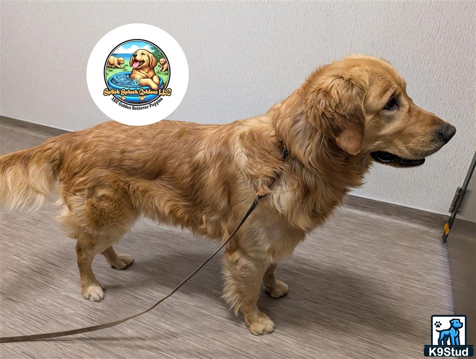 a golden retriever dog on a leash