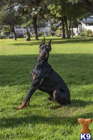 Doberman Pinscher stud dog