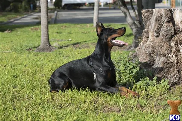 Doberman Pinscher stud dog