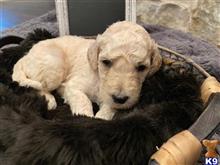 poodle puppy posted by spoo2015
