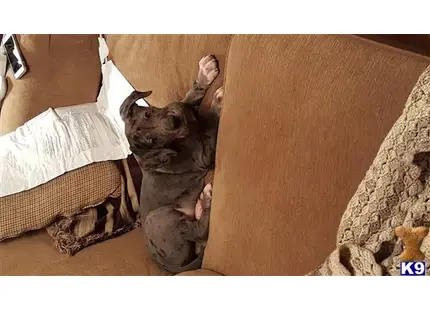 Great Dane stud dog: a cat lying on a couch