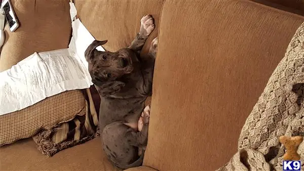 Great Dane stud dog: a cat lying on a couch