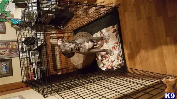 Great Dane stud dog: a great dane dog in a cage