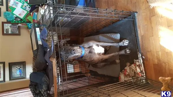 Great Dane stud dog: a great dane dog in a cage