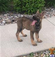 german shepherd puppy posted by sportdog