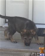 german shepherd puppy posted by sportdog