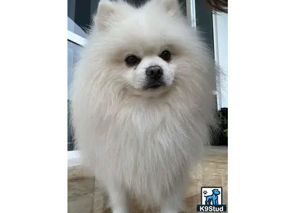 a white fluffy pomeranian dog