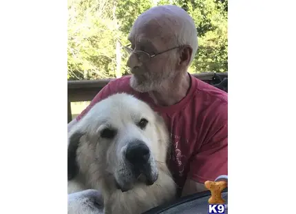 Newfoundland stud dog: a man with a newfoundland dog