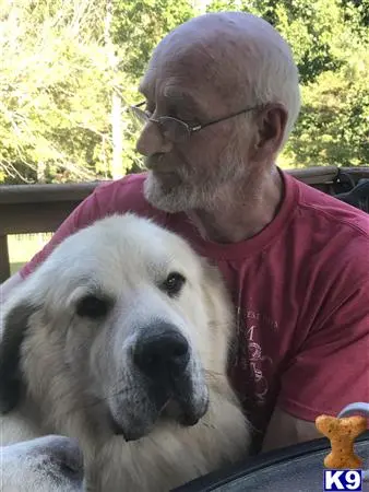 Newfoundland stud dog: a man with a newfoundland dog