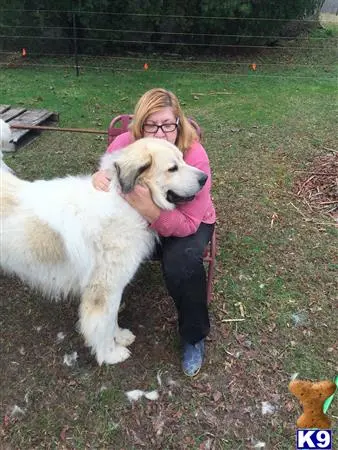 Newfoundland stud dog: a person holding a newfoundland dog