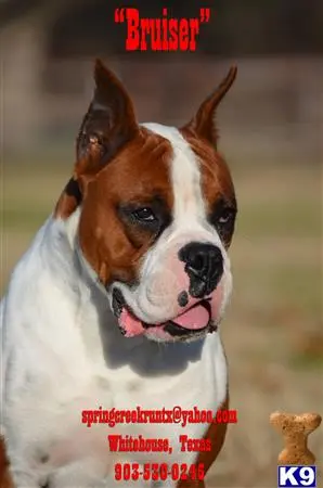 Boxer stud dog