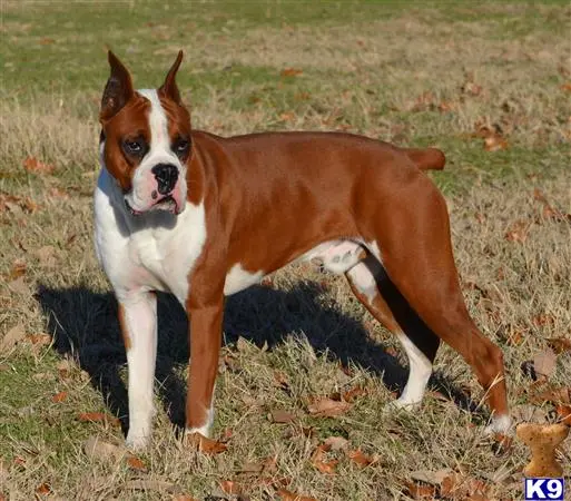 Boxer stud dog