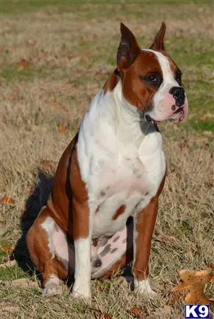 Boxer stud dog