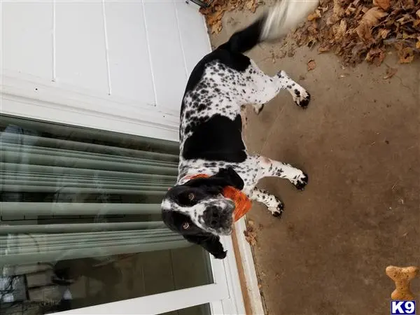 English Springer Spaniel stud dog