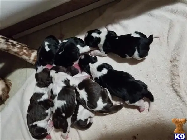 English Springer Spaniel stud dog