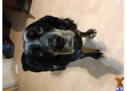 English Springer Spaniel