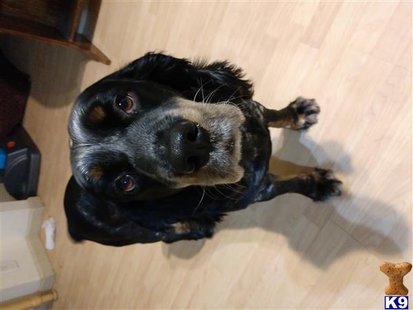 a english springer spaniel dog lying on the floor