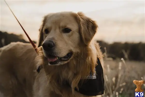 Golden Retriever stud dog