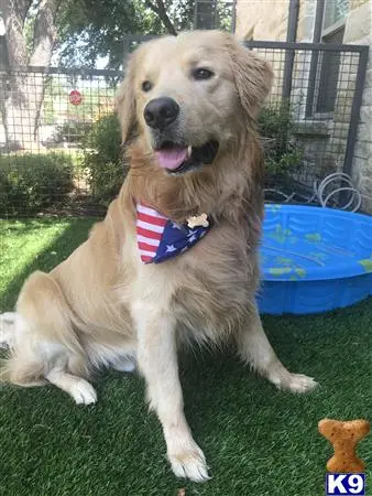 Golden Retriever stud dog