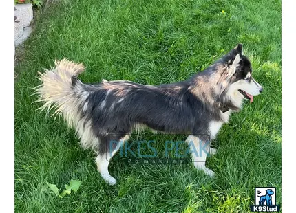 Siberian Husky