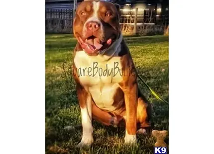 American Bully stud dog: a american bully dog with a shirt on