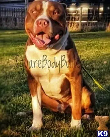 American Bully stud dog: a american bully dog with a shirt on